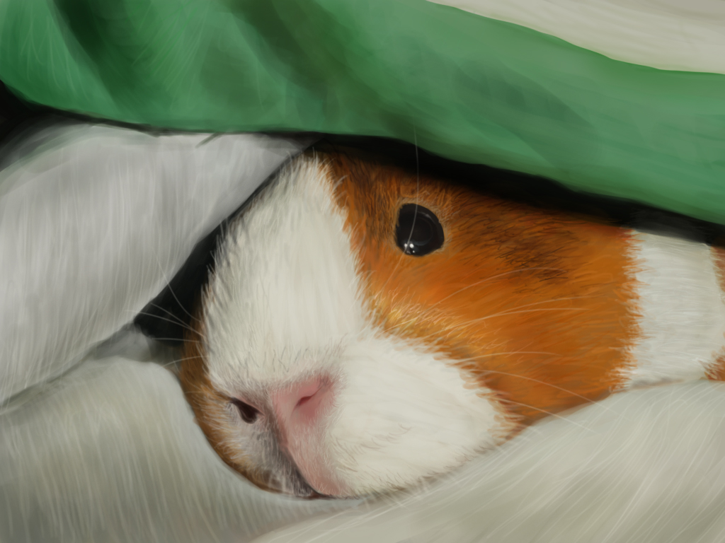 guinea pig (from a picture)